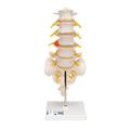 3B Scientific Lumbar Spinal Column w. dorso- - w/ 3B Smart Anatomy 1000150